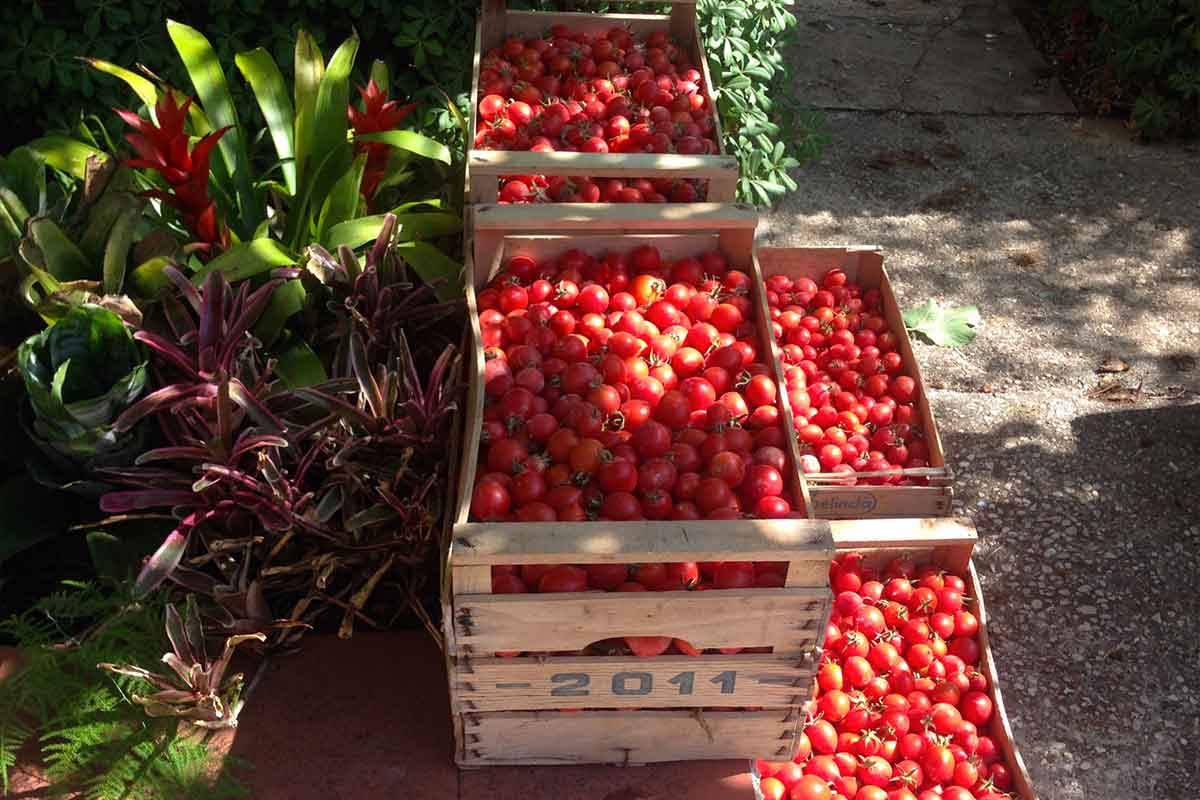 Selezione migliori pomodori per la preparazione delle conserve