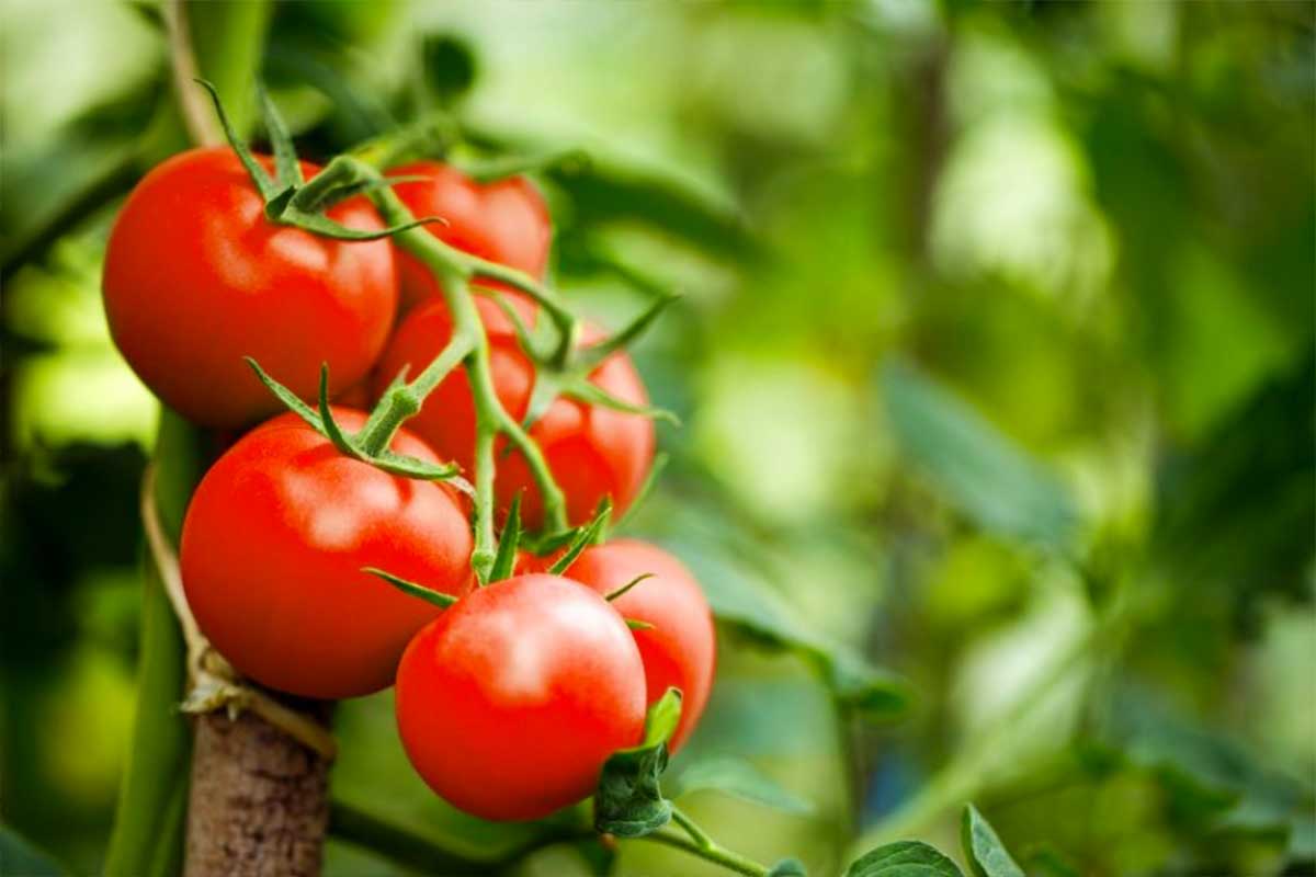 Comer raccogliere i pomodorini e conservarli