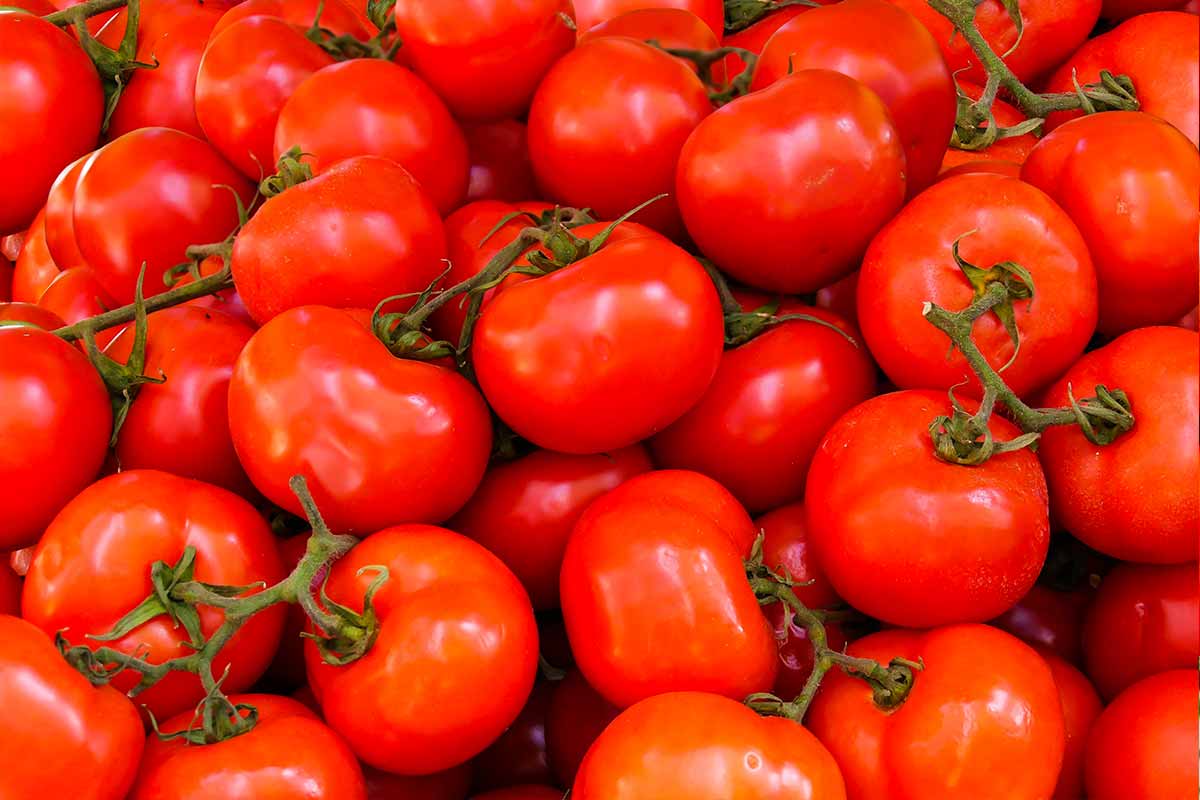 Pomodori e proprietà antiossidanti
