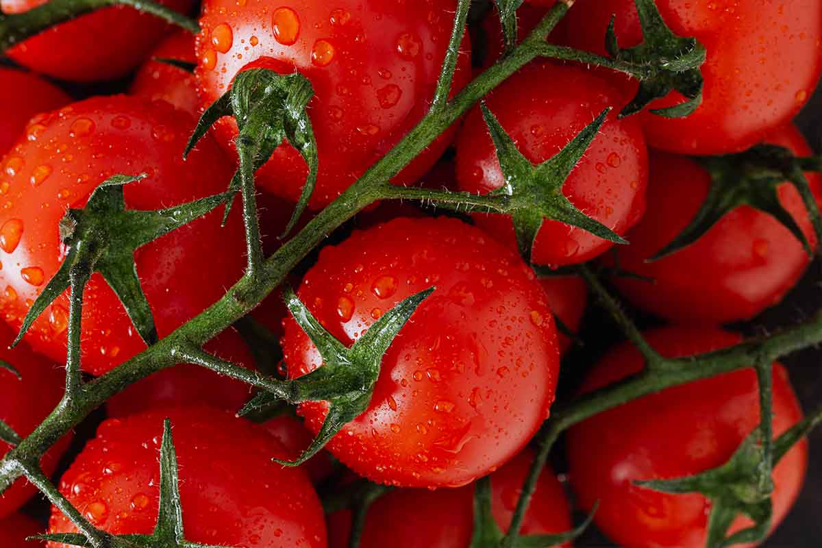 Coltivare pomodoro biologico con successo e cura