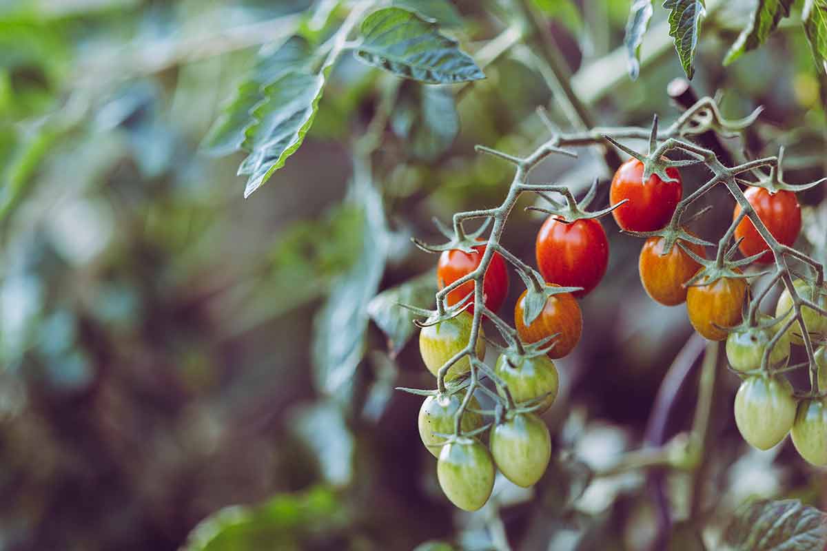 Coltivazione pomodoro di diverse qualità