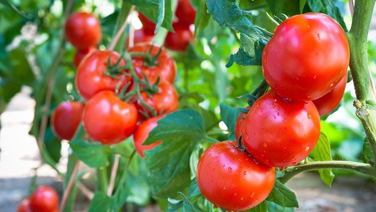 Raccolta estiva dei pomodori in Campania